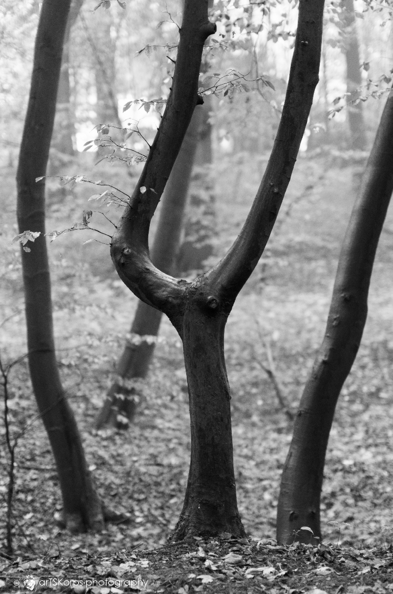 treesome
