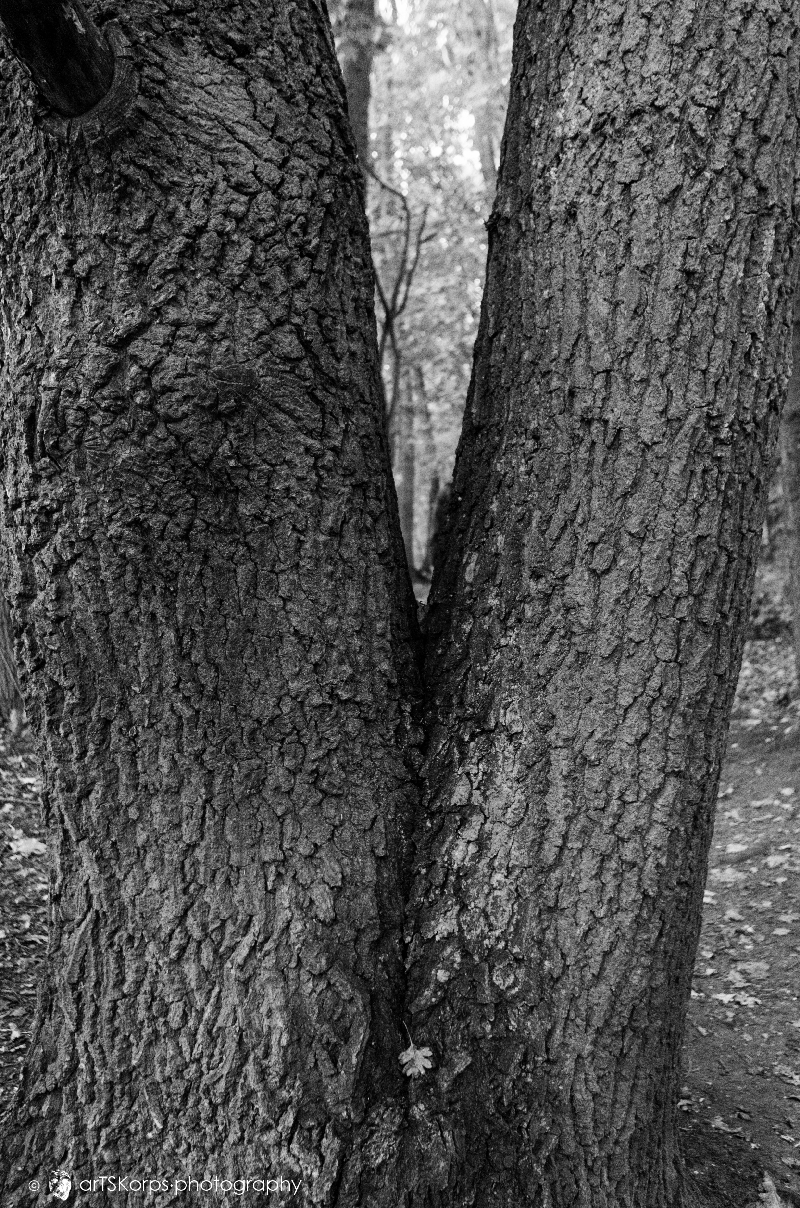 fig leaf