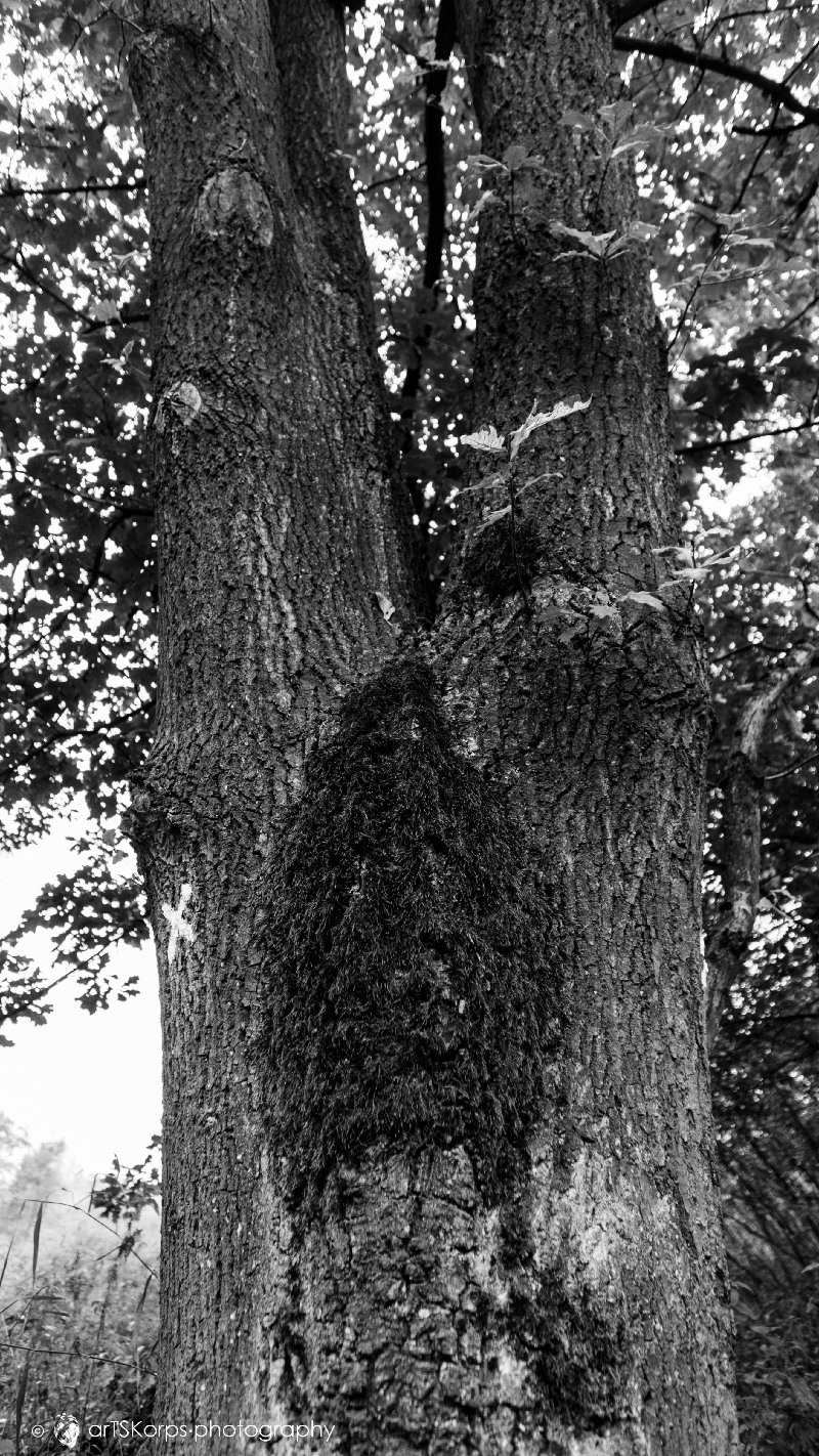 mossy veneris
