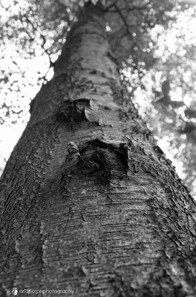 protuberance